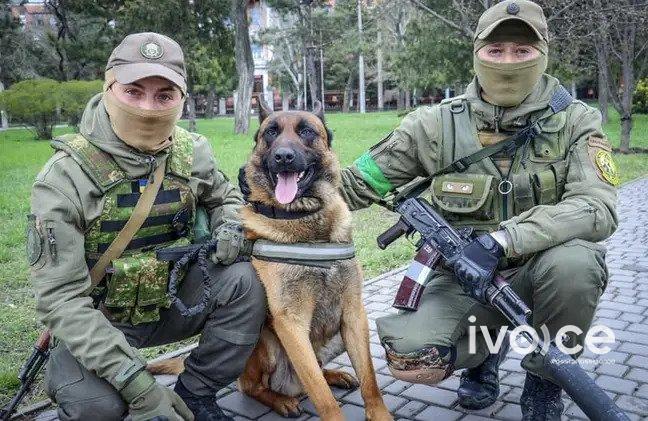 Орос цэргүүдийн хаясан нохойг Украинчууд сурган авчээ