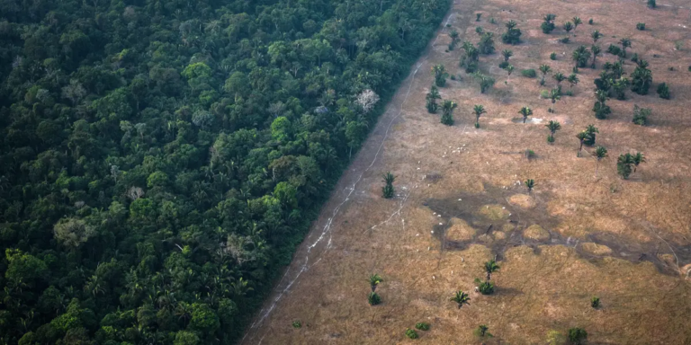 Амазоны ширэнгэн ойн моднууд устаж үгүй болж байна
