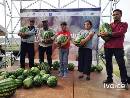 ХОВД: Хамгийн том тарвас 16.8 кг жинтэй байв