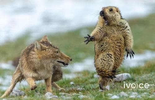 Тарвага, чонын арьс, эд эрхтэн хууль бусаар тээвэрлэж яваад баригджээ