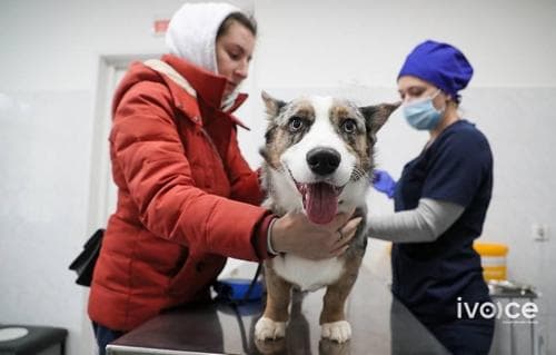 ОХУ-д амьтдад зориулсан коронавирусийн эсрэг анхны вакциныг бүртгэжээ