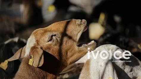 Мөндөр орсны улмаас дөрвөн айлын 532 бог мал хорогджээ