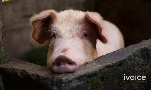 Төв аймагт ферм шатаж, дотор байсан зургаан гахай галд өртжээ