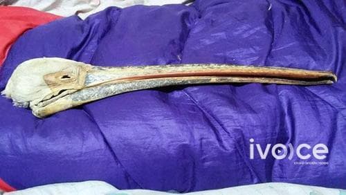 Хотон шувууны хошуу зарахыг завджээ