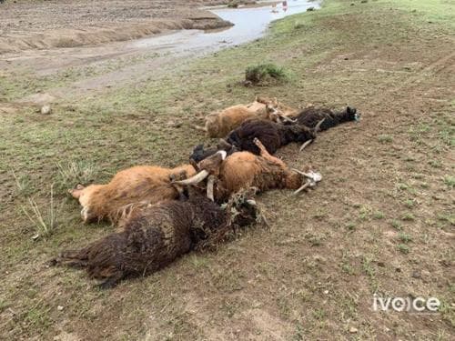 Аадар борооны улмаас 16 өрхийн 1800 мал үерт урсжээ