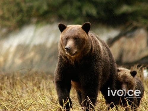 Хүрэн баавгай, халиун бугын эд, эрхтэнг хууль бусаар бусдад худалдан борлуулах гэж байсан үйлдлийг илрүүлжээ