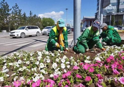 Ц.Төрхүү: Хотоо гоё болгох гээд цэцэг тарихаар шөнө нь хулгайлаад явчих юм