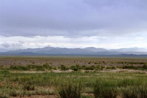 Бэлчээрийн ургамлын ургалт нийт нутгийн 55 хувьд хэвийн байна