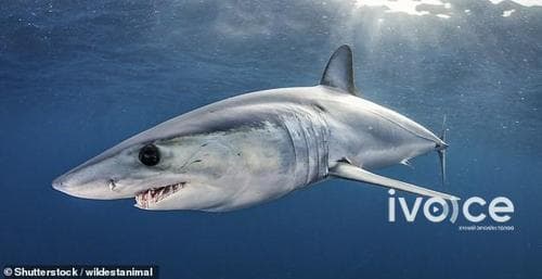 Дэлхийн хамгийн хурдан халим устаж үгүй болох аюултай амьтдын жагсаалтад оржээ