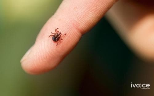 Агаарт гаргах, ууланд алхахдаа хачигт хазуулахаас сэргийлж биеийн хэсгийг ил гарахааргүй хувцаслахыг ЭМЯ зөвлөв