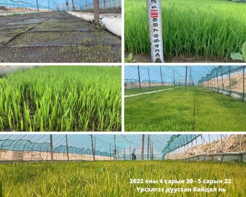 САЙН МЭДЭЭ: Цагаан будааны үрсэлгээг ЗАДГАЙ ТАЛБАЙД шилжүүлэх ажил амжилттай явагдаж байна