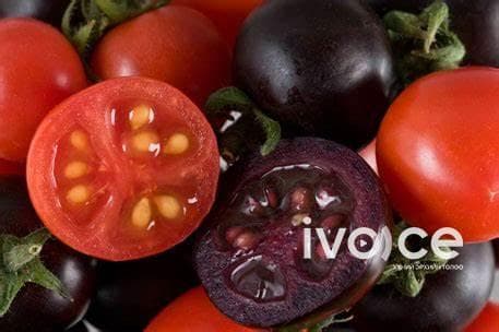 CNN: Генетикийн аргаар гаргаж авсан "Нил ягаан" өнгийн "Лооль"