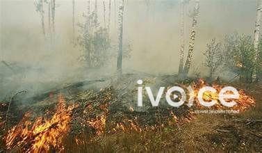 Сэлэнгэ аймагт гарсан ой хээрийн түймрийг бүрэн унтраажээ