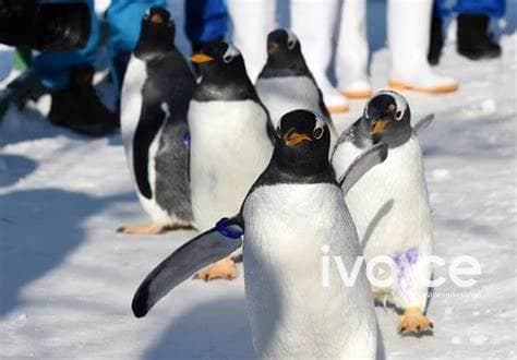 Оцон шувууд устах аюулд байна