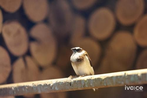 Хүүхдийн паркт амьтны хүрээлэн ажиллаж байна