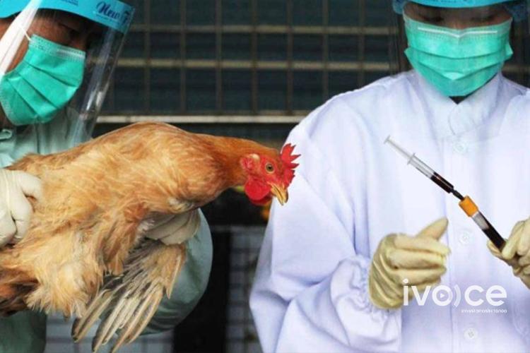 Япон : Шувууны томуу дэгдэж, 143 мянган тахиа устгажээ