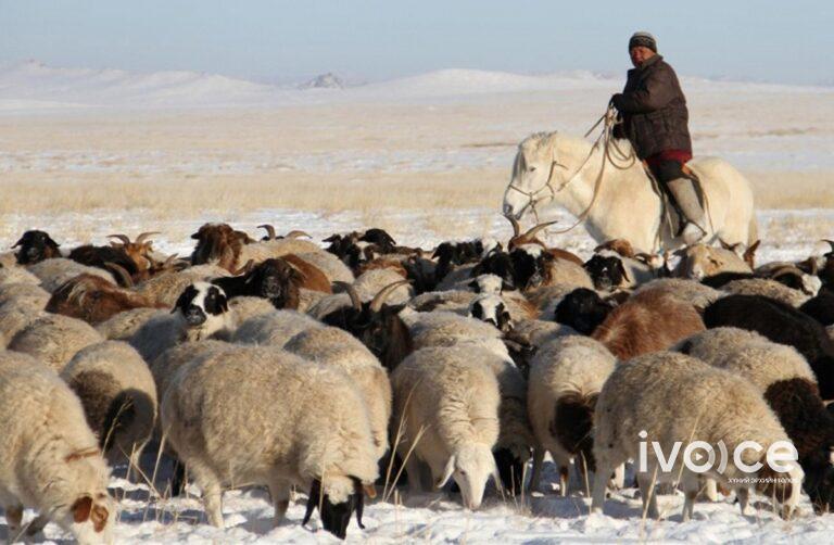Нийт хорогдсон малын 49 хувийг хонь, 36 хувийг ямаа эзэлж байна