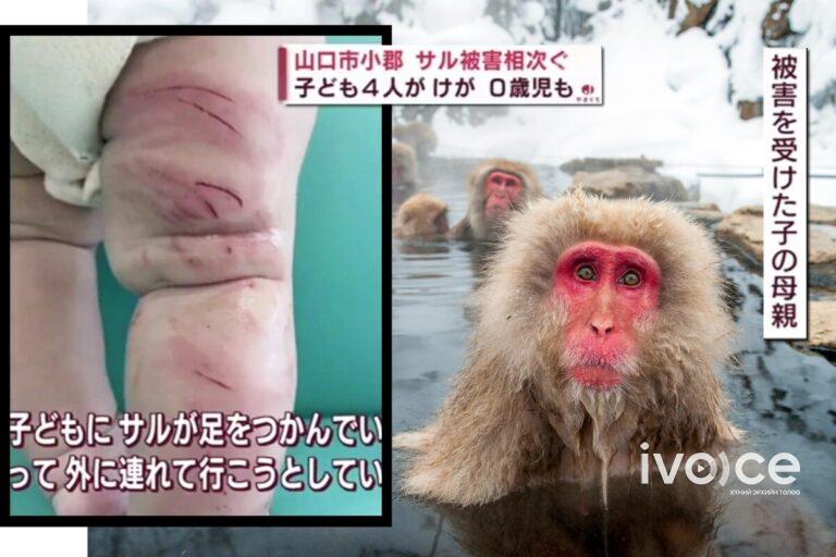 ЯПОН: Сармагчнуудын халдлагаас иргэдээ хамгаалахын тулд зэвсэг хэрэглэхээр боллоо