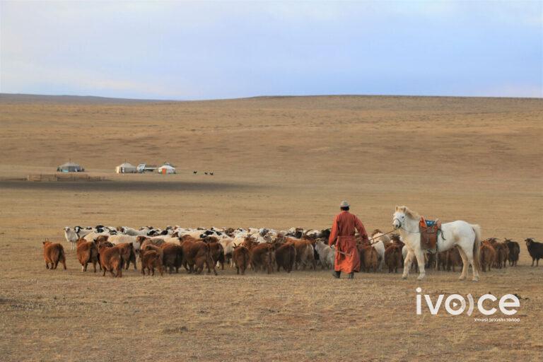 Үерт өртсөн нийслэлчүүдэд зориулан Дундговь аймгийн малчид 100 хонь хандивлажээ