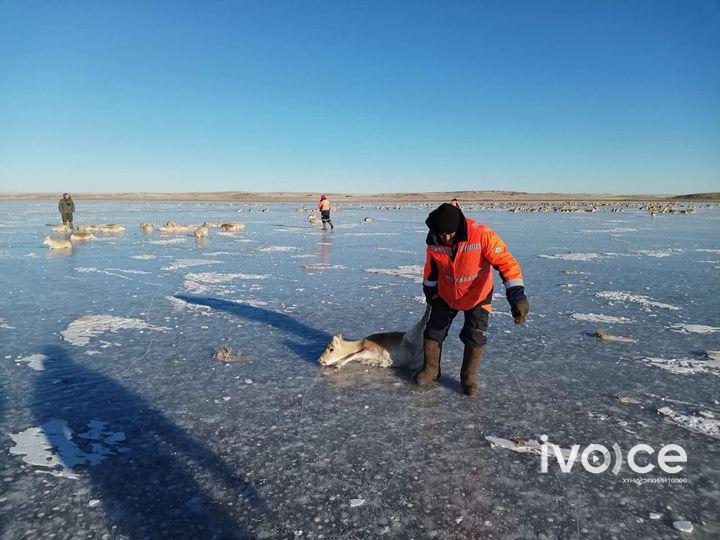 Мөсөн дээр наалдан амьдаараа тарчилж буй цагаан зээрүүдийг аврахаар ажиллаж байна