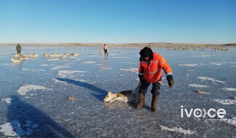 Мөсөн дээр наалдаж, хөлдсөн 1000 гаруй зээрийг нуураас гаргажээ