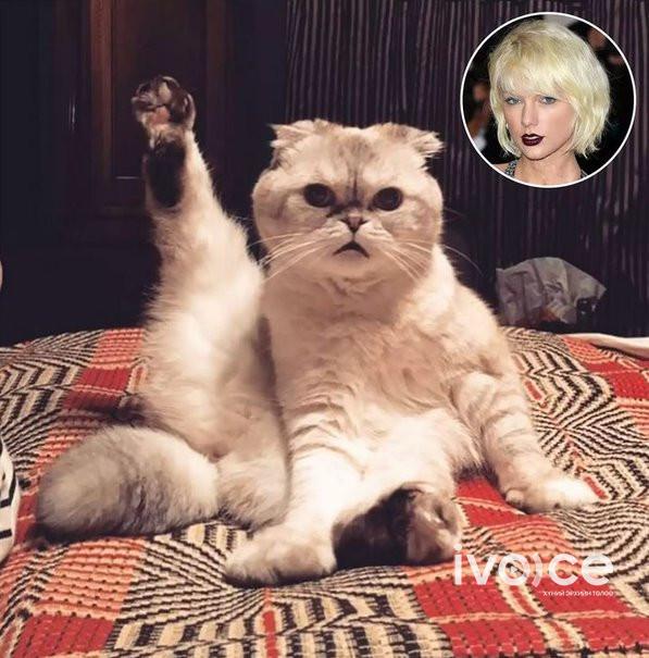 Дуучин Тейлор Свифтийн муур Оливиа Бенсон 97 сая ам.долларын хөрөнгөтэй