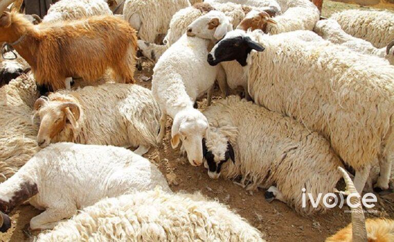Бог малын мялзан болон хонины цэцэг өвчний тархалт нэмэгджээ