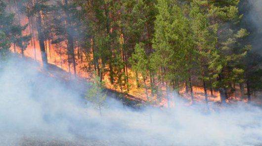 Сэлэнгэ аймагт гарсан ой, хээрийн гал түймрийг унтраахаар ажиллаж байна