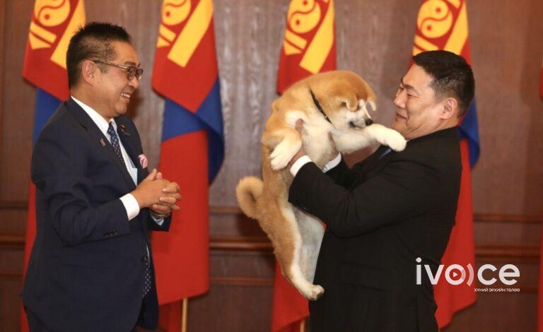 Япон, Монголын эв эеийн холбоо “Кизүна” нохой