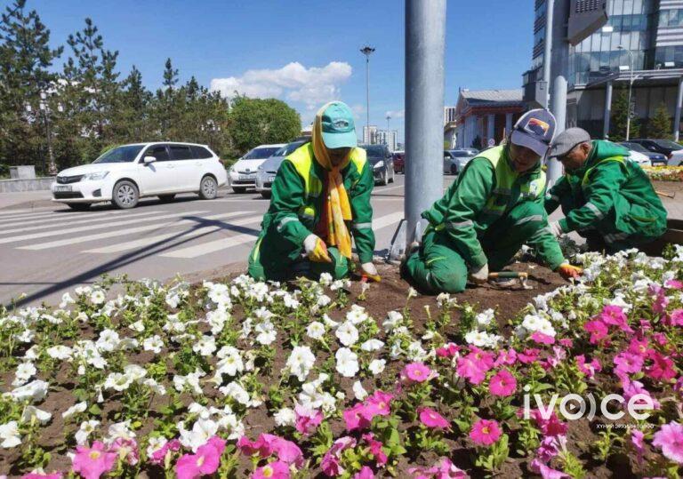 Ц.Төрхүү: Хотоо гоё болгох гээд цэцэг тарихаар шөнө нь хулгайлаад явчих юм