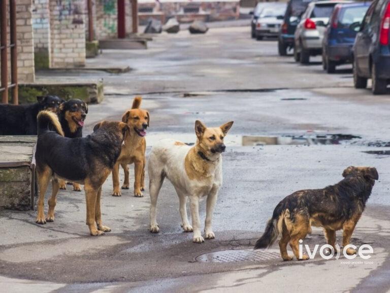 Багануур дүүрэгт нохойд хазуулсны улмаас нэг хүн хүнд гэмтэж, 10 хүн хөнгөн гэмтэл авчээ