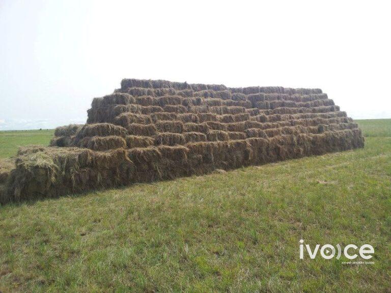 Хураалттай байсан 2.5 тн өвс шатжээ